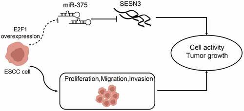 Figure 9. A graphical abstract for the study. Overexpression of E2F1 in ECSS cells elevated cell proliferation, migration, and invasion by elevating miR-375-controlled SESN3