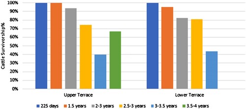 Figure 4. Histogram of the Percentage of Fused Elements for Cattle in Upper and the Lower Terraces. Age estimation following Silver (Citation1969).