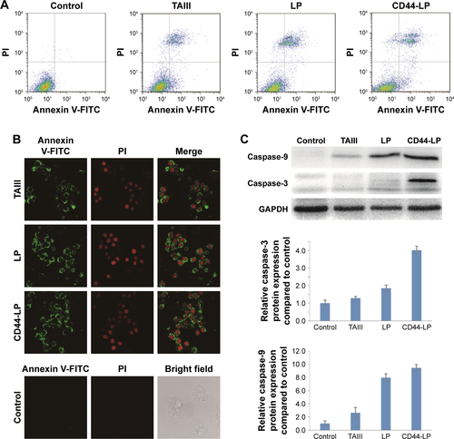 Figure S6 HepG2 cell apoptotic detection by annexin V-FITC and PI apoptosis assay kit and Western blot.Notes: (A) Quantitative analysis of apoptotic HepG2 cells was carried out by annexin V-FITC and PI flow cytometry. Upper right quadrant: late-stage apoptotic cells; upper left quadrant: necrotic cells; lower left quadrant: normal viable cells; lower right quadrant: early stage apoptotic cells. (B) Fluorescence images of HepG2 cells after annexin V-FITC/PI dual staining. Early- and late-stage apoptotic cells were stained green with annexin V-FITC and dead/later apoptosis cells were stained red with PI. (C) The expression of apoptosis-related protein, caspase-3, and caspase-9 was evaluated with Western blotting using GAPDH as an internal control, and quantitative evaluations on the protein expression level were further analyzed by densitometry and expressed by the ratio to be expression of the control group.Abbreviations: LP, liposomes; PI, propidium iodide; TAIII, timosaponin AIII.