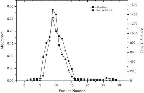 Figure 1. Purification of D. lotus PPO by Sepharose 4B-L-tyrosine-p-amino benzoic acid affinity column.