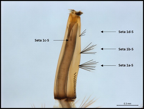 Figure 4. Culex quinquefasciatus larvae displaying seta 1c-S out of alignment, instead of seta 1d-S.