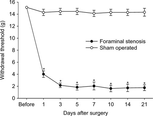 Figure 4 A stainless steel rod inserted into the L5 neural foramen significantly reduced the paw-withdrawal threshold on the plantar surface of the ipsilateral hind paw.