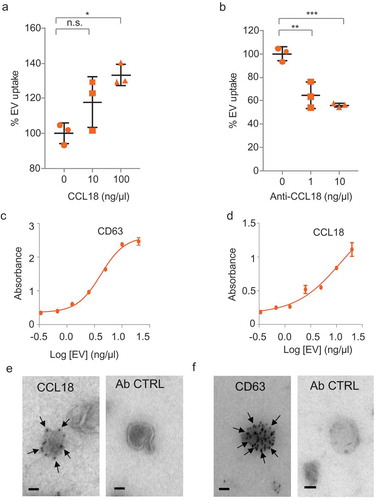 Figure 5. CCL18 enhances EV uptake. (a) EV uptake analysis on GBM8 cells incubated with recombinant CCL18 prior PKH67-EV addition. (b) EV uptake analysis on EVs pre-incubated with CCL18 neutralising antibody. * indicates p-value ≤0.05, ** indicates p-value ≤0.01, *** indicates p-value ≤0.001 as determined by ANOVA. (c,d) ELISA results on plates coated with dilutions of isolated EVs and incubated with anti-CD63 (c) or anti-CCL18 (d). Both incubations displayed dose-dependent signal. (e) Immunogold EM pictures showing GBM EVs with strong reactivity against endogenous CCL18. (f) Positive control: Immunogold staining against the exosomal marker CD63. Ab control: No primary antibody (Scale bars: 25 nm).