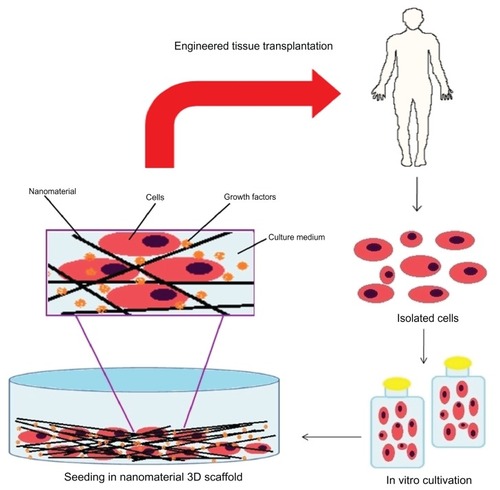 Figure 3 Representative scheme for tissue repair using stem cells.
