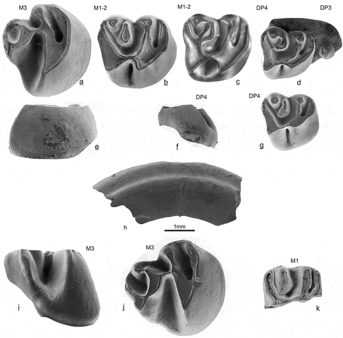 Figure 3. Upper cheek teeth of Daxneria fragilis nov. gen. nov. sp. (a-j) and Sayimys sp. (k) from Gözükızıllı-1, occlusal, lingual or antero-lingual view. Daxneria fragilis: a & e GOZ1b-237, b GOZ1a-195, c GOZ1b-233, d GOZ1b-277, f & g GOZ1b-228, h upper incisor, no number, i & j GOZ1a-199. Sayimys sp.: k GOZ1b-251