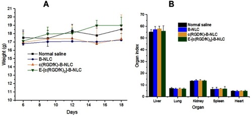 Figure 7 (A) Change in body weight of BALB/c nude during the treatment period with blank NLC and its c(RGD) peptides conjugate. (B) Organ indices calculated from the major organs removed after 24 h of the last day treatment.