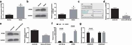 Figure 5. miR-19b-3p negatively regulates SF3B3. (a/b). RT-qPCR and Western blot assay detected SF3B3 expression in renal tissues of HN rats; (c). Bioinformatics website predicted the binding site of miR-19b-3p and SF3B3; (d). Western blot assay detected SF3B3 expression after up-regulation of miR-19b-3p; (e). RIP verified the binding relations of miR-19b-3p/SF3B3 and AGO2; (f). Dual luciferase reporter gene assay verified the regulatory relationship between miR-19b-3p and SF3B3. Data were expressed as mean ± standard deviation. The t-test was used for comparison between two groups. # P < 0.05 compared with the normal group; * P < 0.05 compared with the mimic-NC group.