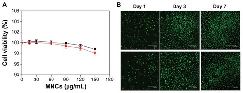 Figure 3 (A) Cytotoxicity of MNCs in HUVECs without (■) and with (●) an applied magnetic field of 800-G. (B) Fluorescence micrographs of control (top) and MNCs (bottom) in HUVECs after 1, 3, and 7 days.Note: Values are the means ± SD (n = 8).Abbreviations: MNC, magnetic nanocarrier; rtPA, recombinant tissue plasminogen activator.