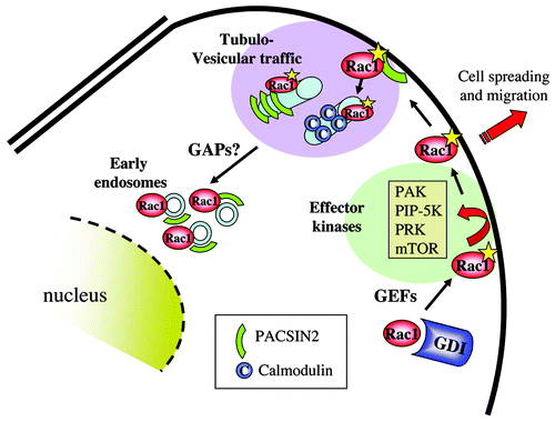 Figure 3. Internalization of activated Rac1 and binding to effector kinases. Activated Rac1 may interact with a series of protein kinases at the plasma membrane. These represent primarily effector kinases such as PAK, PRK, PIP-5-K and mTor. Active Rac1 at the membrane also associates with PACSIN2, which regulates Rac1 internalization toward early endosomes, paralleled by GAP-mediated Rac1 inactivation.