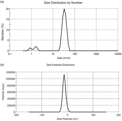 Figure 2. (a) Size distribution of the synthesized F-AuNPs (peak: 33.8 nm). (b) Zeta potential distribution of the synthesized F-AuNPs (peak: −12.5 mV).