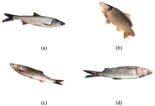 Figure 2. Four fish images. (a) silver carp. (b) Carp. (c) Perch. (d) Bighead carp.