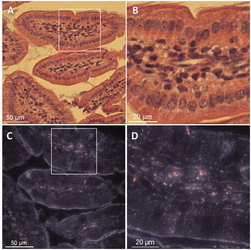 Figure 3. Microscopy image from a jejunum section of a swiss female mouse treated with 1000 mg/kg b.w. 100 nm non-porous SAS. (B) Magnification of the image (A) white contour square area. (C) Image obtained with hyperspectral imaging microscopy from the same field of a consecutive jejunum section of image (A). Colored pixels indicate a spectral match with the RSL for 100 nm non-porous SAS. (D) Magnification of the image C white contour square area.