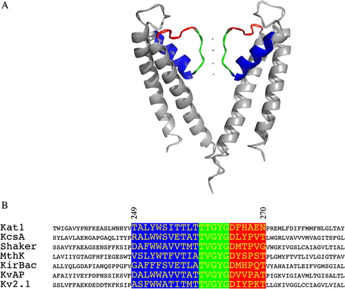 Figure 1.  Analysis of 22 highly conserved positions in the pore of Kat1. (A) Two subunits of the KcsA channel (Protein Data Bank structure 1bl8 ‘Potassium channel (KCSA) from Streptomyces lividans’ Citation[1], Citation[38]) are shown in which the analogous positions to the 22 amino acids that were mutated in Kat1 are highlighted (PyMOL software) Citation[39]. Shown in green are the five amino acids of the selectivity filter; in blue, the 11 amino acids upstream of the selectivity filter; and in red, the six amino acids downstream of the selectivity filter. (B) The amino acids from the pore region of Kat1 were aligned to the following K+ channels: KcsA Citation[40] from S. lividans Shaker Citation[41] from D. melanogaster, MthK Citation[42] from M. thermoautotrophicum, KirBac Citation[5] from B. pseudomallei, KvAP Citation[43] from A. pernix, and Kv1.2 Citation[44] from R. norvegicus. This Figure is reproduced in colour in Molecular Membrane Biology online.
