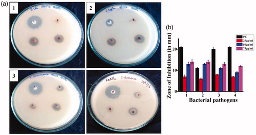 Figure 8. Bactericidal effect of CGFe3O4NPs: (a) disc diffusion assay shows clear zone of inhibition in dose-dependent manner against gram negative: (1) E. coli MTCC 1687, (2) S. typhi MTCC 3917, (3) K. pneumonia MTCC 530 and gram positive and (4) S. aureus MTCC 96(A- Positive control, B,C & D-25,50 &75?g/ml of CGFe3O4NPs) (b) Zone of inhibition of synthesized CGFe3O4NPs against tested bacterial pathogens.