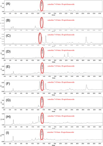 Figure 4. HPLC chromatogram of the extracts of ulmus species from Beijing in China. (A) sample 1 = extracts of Ulmus pumila L. 1000 ppm. (B) Sample 2 = extract of Ulmus davidiana Planch. 1000 ppm. (C) Sample 3 = leave and stem extracts of Ulmus macrocarpa Hance 1000 ppm. (D) Sample 4 = leave and stem extracts of Ulmus macrocarpa Hance 1000 ppm. (E) Sample 5 = the leave and stem extracts of Ulmus parvifolia Jacq. 1000 ppm. (F) Sample 7 = leave and stem extracts of Ulmus pumila L. 1000 ppm. (G) Sample 8 = leave and stem extracts of Ulmus lamellosa C. Wang & S.L. Chang 1000 ppm. (H) Sample 9 = leave and stem extracts of Ulmus laevis Pall. 1000 ppm. (I) Sample 10 = leave extracts of Ulmus parvifolia Jacq. 1000 ppm.
