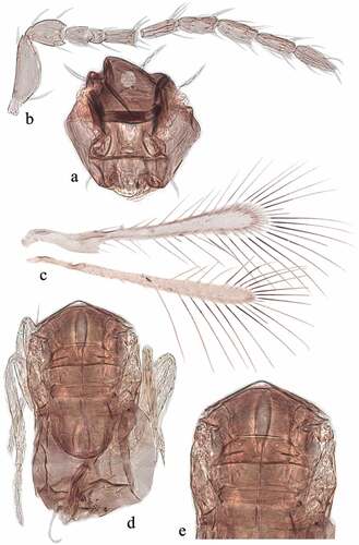 Figure 5. Alaptus iceryae Riley, male. (a) head frontal view; (b) antenna; (c) wings; (d) mesosoma with metasoma and legs; (e) mesosoma enlarged.