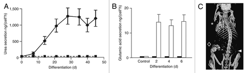 Figure 3. AFS cells differentiation. (A) Hepatogenic: urea secretion by human AFS cells before (rectangles) and after (diamonds) hepatogenic differentiation in vitro. (B) Neurogenic: secretion of neurotransmitter glutamic acid in response to potassium. (C) Osteogenic: mouse micro-CT scan 18 weeks after implantation of printed constructs of engineered bone from human AFS cells; arrow head: region of implantation of control scaffold without AFS cells; rhombus: scaffolds seeded with AFS cells. Adapted from reference Citation35.