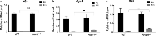 Figure 6. Postnatal Gpc3 and H19 expression is de-repressed in Nrmt1−/− livers. qRT-PCR analysis of wild-type (WT) and Nrmt1 knockout (Nrmt1−/−) mouse livers reveals (a) Afp expression is not de-repressed in Nrmt1−/− livers between 0 and 21 days after birth. However, (b) Gpc3 and (c) H19 expression is significantly de-repressed by 21 days. ** denotes p < 0.01 as determined by unpaired t-test. n = 3. Error bars represent ± standard error of the mean (SEM).
