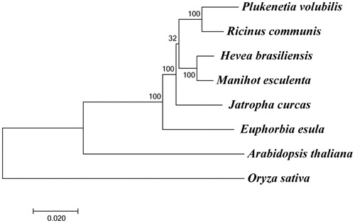 Figure 1. Maximum-likelihood phylogenetic tree of eight species. These species include Plukenetia volubilis (MF062253), Ricinus communis (NC_016736.1), Hevea brasiliensis (NC_015308.1), Manihot esculenta (NC_010433.1), Jatropha curcas (NC_012224.1), Euphorbia esula (NC_033910.1), Arabidopsis thaliana (NC_000932.1), and Oryza sativa (NC_027678.1). The numbers at the nodes are bootstrap values with 1000 replicates.