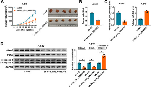 Figure 7 NSCLC progression in vivo was promoted by hsa_circ_0046263 that modulated NOVA2 via miR-940. (A and B) After cell injection of sh-NC or sh-hsa_circ_0046263 group in mice (5 mice/group), tumor volume was measured every 5 d (A) and tumors were weighed after 35 d. (C) The qRT-PCR was adopted to determine hsa_circ_0046263 and miR-940 expression levels of two groups in 10 mice. (D) The protein levels of NOVA2, PCNA and C-caspase 3/t-caspase 3 in tumor tissues of 10 mice were all tested via Western blot. *P < 0.05.