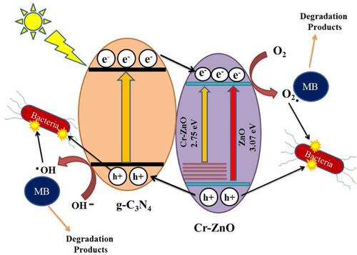 Figure 13 Schematic representation of antibacterial mechanism of g-C3N4/Cr-ZnO nanocomposites under simulated solar light irradiation. Reprinted from J Photochem Photobiol A, 401,  Qamar MA, Shahid S, Javed M, et al. Highly efficient g-C3N4/cr-ZnO nanocomposites with superior photocatalytic and antibacterial activity. 112776, Copyright 2020, with permission from Elsevier.Citation158