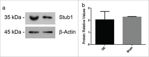 Figure 2. Stub1 is expressed in both olfactory epithelium (OE) and brain. (a) Protein extracts prepared from mouse brain and OE were analyzed by western blotting with anti-Stub1 (upper panel) antibodies. Anti-β-actin was used as loading control (lower panel). (b) Protein relative values were quantified using ImageJ Software® and normalized to β-actin. The results are representative of 4 independent experiments. Statistical analysis was conducted with GraphPad Prism (values were expressed as mean ±SE. Student's t test was used for statistical analysis and P<0.05 was considered significant).