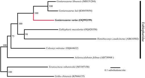 Figure 3. Maximum likelihood (ML)-based phylogenetic relationships of nine Eublepharidae species based on 13 PCGs.