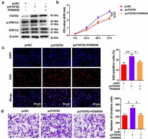 Figure 5. Involvement ERK signaling in FGFR2-mediated proliferation and invasion in ESCs. ESCs transfected with FGFR2 overexpressing plasmid (pcFGFR2) or pcNC were treated with 30 μM PD98059 for 24 h. (a) Expression of FGFR2 and ERK1/2 was detected by western blotting. (b) Cell viability, (c) proliferation, and (d) invasion were detected by CCK-8 assay, EdU staining, and transwell assay, respectively. *p < 0.05, **p < 0.01, ***p < 0.01 vs. the indicated group.