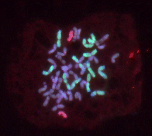 Figure 1. An F6 mitotic cell of line 4b showing a total of 42 chromosomes consisting of 28 wheat plus 12 R genome chromosomes (green) and 2 E genome chromosomes (red).