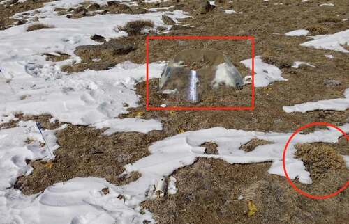 Figure 4. An open-top chamber in the center of the photo (square) and a shrub in the bottom right (circle). Photo taken March 5, 2013, when snow cover is typically high during non-drought years. Notice the lack of snow accumulation with both of these treatments