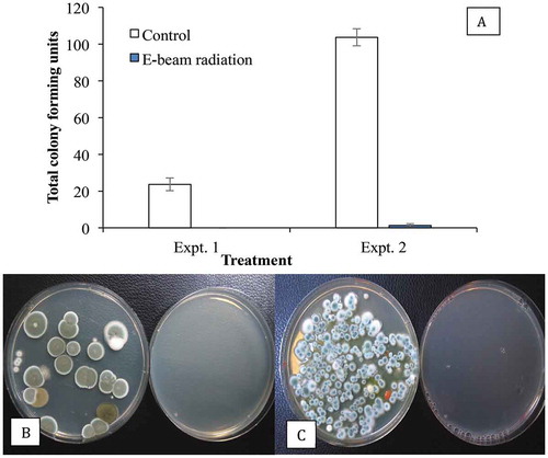 Fig. 9 Recovery of Penicillium spp. on PDA+S following swab samples taken from cannabis buds after E-beam radiation compared with non-treated (control) buds. The total colony-forming units are shown in (a) and the appearance of the dishes from Expt. 1 is shown in (b) and from Expt. 2 in (c). Data are from 10 replicate dishes in each trial. In both photos, control dishes are on the left and treated dishes on the right