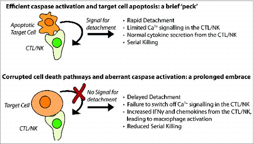 Figure 1. The ‘kiss of death’ can vary in length, intensity and consequence. Wild type CTL or NK cell (top panel) deliver perforin and granzymes and kill target cell by caspase-dependent apoptosis. In this instance, the immune synapse is short lived, as a caspase-dependent signal indicates that cell death is inevitable, and the killer cell detaches in search of a further target. When the killer cell has impaired perforin delivery or function (such as in FHL2), or caspases are not efficiently activated (bottom panel), the cells remain in contact and inflammatory cytokines are secreted from CTL/NK in abundance.