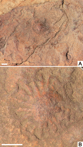 Fig. 7. Burrow entrance with radial feeding traces. A, Burrow opening exposed on the surface of a bed of fine-grained sandstone. B, Enlargement of A showing ridge and furrow traces radiating from a central featureless burrow mouth. Scale bars = 10 mm.