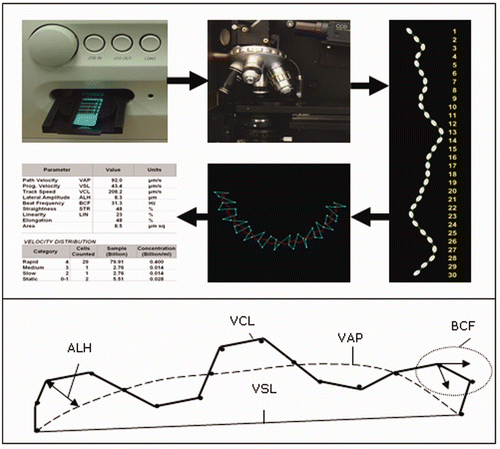 Figure2. Schematic representation of motility parameters recorded in a single sperm trajectory as recorded by CASA systems.