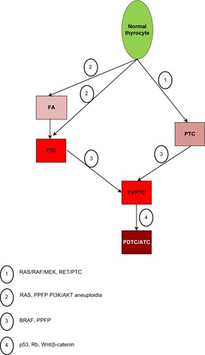 Figure 1 The main route of tumor progression and dedifferentiation.