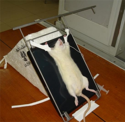 Figure 2 Position of rats on the radiological table. A size 4 French orogastric tube is inserted and filled with barium contrast.