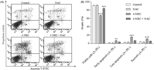 Figure 3. Analysis of phosphatidylserine externalization profile in K562 cells after treatment with 4-NRC. The cells (1 × 106 cells/mL) were treated with 4-NRC (27 μM) for 24 h and analyzed using a flow cytometer. Simultaneously, cell groups were also pretreated with N-acetyl-l-cysteine (NAC) antioxidant agent (2 mM) for 1 h following treatment with 4-NRC to evaluate the involvement of ROS in apoptosis induction. Representative distribution (A) and percentage (B) of necrotic cells in the upper-left quadrant (A-/PI+); early apoptotic cells in the lower-right quadrant (A+/PI-); late apoptotic cells in the upper-right quadrant (A+/PI+); and viable cells in the lower-left quadrant (A-/PI-) in control and 4-NRC groups. Each bar presents mean ± SD of three independent experiments (**p < 0.01 and ***p < 0.001 vs. control).