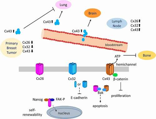 Figure 2. Diverse roles of connexins in the primary and metastatic breast cancers. Connexins and GJIC were downregulated in primary breast cancers while elevation of Cx26, Cx32 and Cx43 expression was observed at metastatic sites of breast cancers. These effects can be regulated either through gap junction/hemichannel activities by modulating the exchange of molecules or channel-independent roles of connexins by interacting with several molecules in the cytosol or on the plasma membrane.