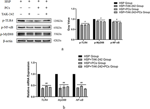 Figure 8 Effect of TLR4 inhibitor on the expression of TLR4 signaling components in HSP serum-induced cells treated with PCs. (a) The protein band and relatively quantitative expression of p-TLR4, p-MyD88 and p-NF-κB with or without TAK-242 or/and PCs; (b) Relative mRNA expression of TLR4, MyD88 and NF-κB with or without TAK-242 or/and PCs.