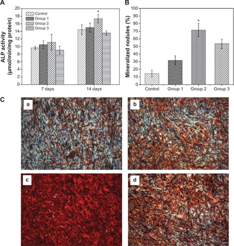 Figure 7 Osteogenic differentiation of MG-63 cells on the surfaces of various microrough PEEK/n-HA/CF biocomposites.Notes: (A) ALP activity after cultivating for 7 days and 14 days. (B) Mineralized nodules after cultivation for 14 days. (C) ARS of the production of the mineralized extracellular matrix of cells cultured onto the microrough surfaces of (a) the control group, (b) group 1, (c) group 2, and (d) group 3 on day 14. *P<0.05 compared to the other groups.Abbreviations: ALP, alkaline phosphatase; PEEK/n-HA/CF, carbon fiber-reinforced polyetheretherketone–nanohydroxyapatite; ARS, Alizarin red staining.