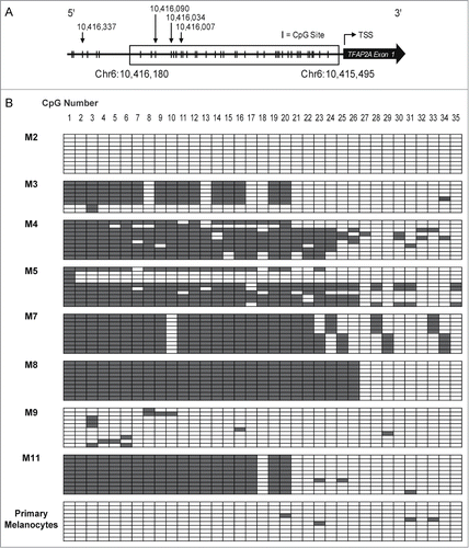 Figure 2. The TFAP2A promoter is aberrantly CpG methylated in human melanomas compared to normal melanocytes. (A) Schematic representation of the CpG distribution in the 5′-regulatory region of the human TFAP2A gene. CpG sites are represented by vertical tick marks. A total of 35 CpG dinucleotides were analyzed in the indicated region (Chr6:10,415,495–10,416,180). The transcription start site of TFAP2A is represented as a bent arrow. The locations of the 4 CpG sites analyzed in Figure 4 are indicated as down facing arrows. (B) Genomic DNA of clinical human melanoma samples was bisulfite converted and sequenced. Each row of boxes on the grids shows the CpG DNA methylation profile of an individual clone and each box represents a single CpG within the amplified region. Gray boxes represent methylated CpG dinucleotides; white boxes represent unmethylated CpG dinucleotides. M2–11: human melanoma samples; pmel: primary human melanocytes.