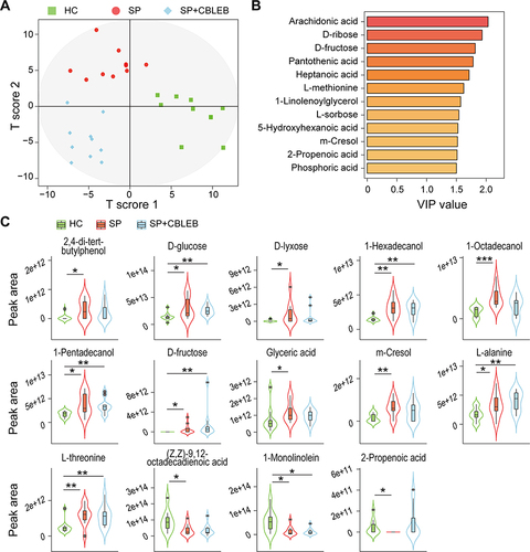 Figure 4 CBLEB alleviates SP infection-induced gut metabolism disorder. (A) OPLS-DA plot illustrating clear separation of gut metabolic profiles of the SP, SP+CBLEB, and HC groups. (B) VIP values of 12 metabolites with the highest contribution to the separation of the three groups in the OPLS-DA model. (C) Levels of fourteen differentially distributed metabolites in the three groups. *P < 0.05; **P < 0.01; ***P < 0.001.