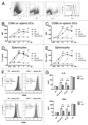 Figure 2. The stimulatory effects of recombinant flagellin on splenocytes ex vivo. Cells and supernatants were separately harvested for analysis 20 h after stimulation of splenocytes separated from naïve BALB/c mice in A–E or from C57BL/6 mice background in F and G. (A) CD86 expression level changes for gated 7AAD- CD11chigh splenic DCs after 0.01–10 nM KFD-p24 stimulation. (B and C) Dose-dependent CD80 and CD86 expression levels for CD11chigh splenic DCs were tested by FACS. (D and E) Dose-dependent IL-6 and IFN-γ secreted into the culture supernatant from splenocytes were tested by ELISA. (F and G) CD80, CD86 expression level changes on CD11chigh splenic DCs and IL-6, IFN-γ secreted by splenocytes after 10 nM p24, KF-p24, KFD-p24 3D or 1 μg/ml LPS stimulation. Data are presented as the means ± SEM from triplicates of one experiment that was repeated at least three times.