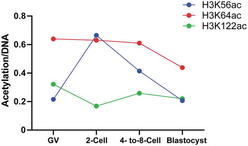 Figure 6. Analysis of the relative intensities of acetylation-to-DNA in oocytes and preimplantation embryos. The intensities of H3K56ac (blue), H3K64ac (red), and H3K122ac (green) are compared to DNA (Hoechst) in different stages of human preimplantation embryos.