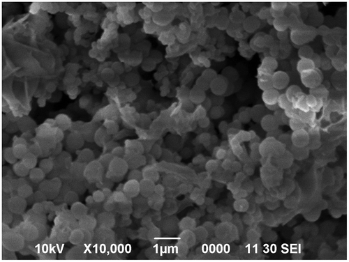 Figure 3. SEM image of the synthesized TiO2 particles.