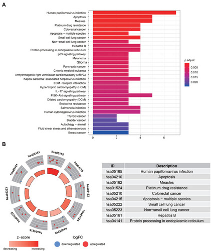 Figure 3 KEGG enrichment analysis of differentially expressed autophagy-related genes. (A) The significantly enriched KEGG were displayed in the bar plot. The length of the bar represents the number of genes enriched, and the color represents the correlation. (B) The circle of KEGG enrichment analysis. Each spot in the circle represents a gene, and the outer circle reflects the enrichment of the DE-ATGs in different signaling pathways. The red color represents the up-regulated expression of the gene in the pathways, while the blue color represents the down-regulated expression of the gene in the pathways. The inner circle represents the Z-score, the color depth corresponding to the Z-score. The right table annotates KEGG pathways.