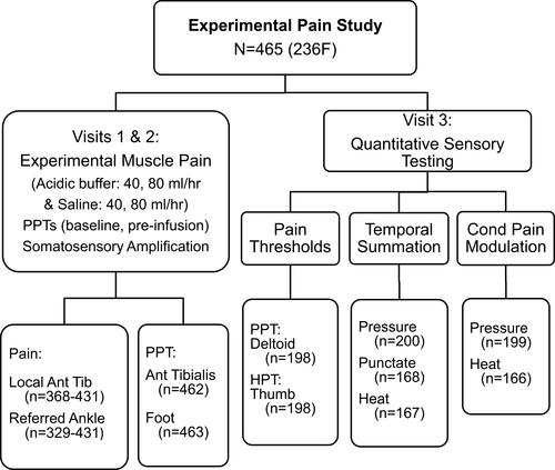 Figure 1 The schematic study design framework of the pain sensitivity assessments and associated sample sizes.