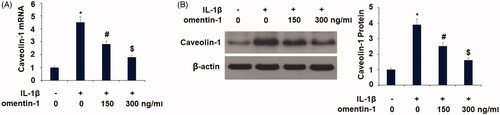 Figure 3. Omentin-1 reduced caveolin-1 expression. Cells were stimulated with IL-1β (10 ng/mL) with or without omentin-1 (150,300 ng/mL) for 24 h. (A) mRNA levels of caveolin-1; (B). Protein levels of caveolin-1 (*, #, $p < .01 vs. previous group, n = 5–6).