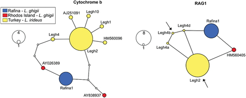 Figure 3. Haplotype networks of Ladigesocypris sequences constructed by a statistical parsimony method for both mitochondrial cytochrome b and nuclear RAG1. For RAG1, all four possible alleles of heterozygotic sample Legh4 are depicted. Arrows in the RAG1 network indicate haplotypes of Legh4 sample with the highest probability as estimated by phasing the dataset by DnaSP (probability 0.65). Intermediate non-occurring haplotypes between our haplotypes are shown as small white circles. A line between two neighbouring haplotypes indicates one mutational step.