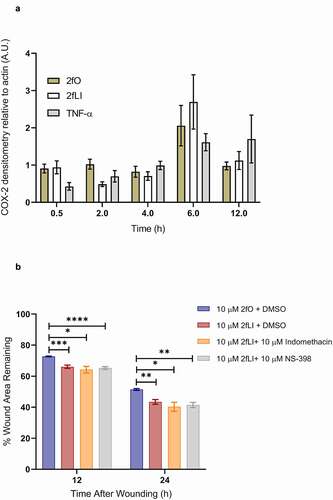 Figure 4. PAR2 activation does not induce COX-2 expression and inhibition of COX enzymes do not affect PAR2-induced wound healing. A: CMT-93 cells were grown to post-confluence and switched to serum-free media 1 h before treatments; all treatments were performed in serum-free media. Cells were left untreated (control) or treated with 10 µM 2fLI, 10 µM 2fO or 10 ng/ml TNF-α. Cell lysates were immunoblotted for COX-2 and β-Actin. Pixel density was measured, expressed as a ratio of COX-2/β-Actin and normalized to levels observed in control cells at each time point (n = 4). Data were analyzed using Kruskal-Wallis test with Dunn’s multiple comparison test. B: The effect on PAR-2 induced wound healing was tested in the presence of nonselective COX inhibitor indomethacin (10 µM) and the COX-2 selective inhibitor NS-398 (10 µM) (n = 7–9). Data were analyzed using two-way analysis of variance with Tukey multiple comparison test. (* p < .05; ** p < .01; *** p < .001; **** p < .0001).